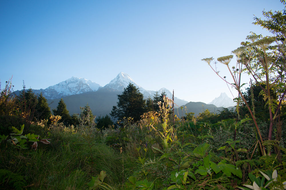 best-short-and-eassy-trek-for-beginne-Ghorepani-poonhill-ghandruk-trek