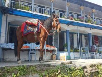 Himalayan-Pony-Horse-at-Annapurna-Base-camp-Trek