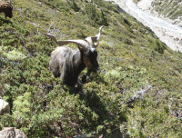 Himalayan-Thar-on-Annapurna-Conservation-area-Trails