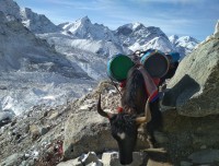 Himalayan Yak Carrying good at Everest Region