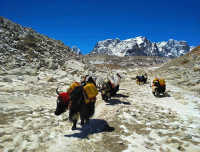 Himalayan_Yak_carrying_goods_at_Everest