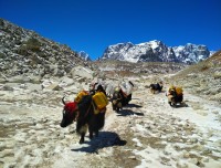 Himalayan Yak carrying goods at Everest