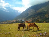 Horse at Everest