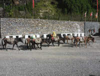 Mules-carrying-goods-in-Annapurna-circuit