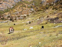 Animal-grazing-at-Langtang-valley trek