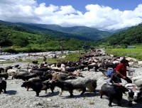 bringing-mountain-goats-for-Festival