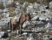 donky-at-Langtang-region