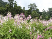 flower-seen-during-the-rainy-sesion-on-the-route-of-ghorepani-poon-hill-ghandruk-trek