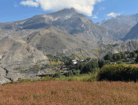 fully-bloomed-buckwheat-in-muktinath-region