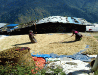 harvesting-Barley-in-Tamang-Heritage-Trail