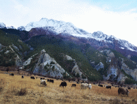 herd-of-yaks-grazing-in-Braka