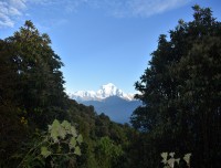 rhododendron-trees-with-dhaulagiri
