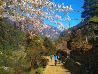 wild-flower-on-Everest