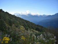 wild-flowers-of-poonhill-in-september