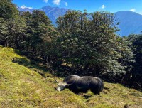 yak on the Mardi Trail