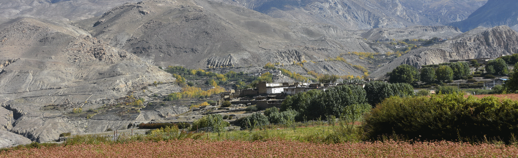 Harvesting-Season-of-Buckwheat-on-Annapurna-Circuit-trail